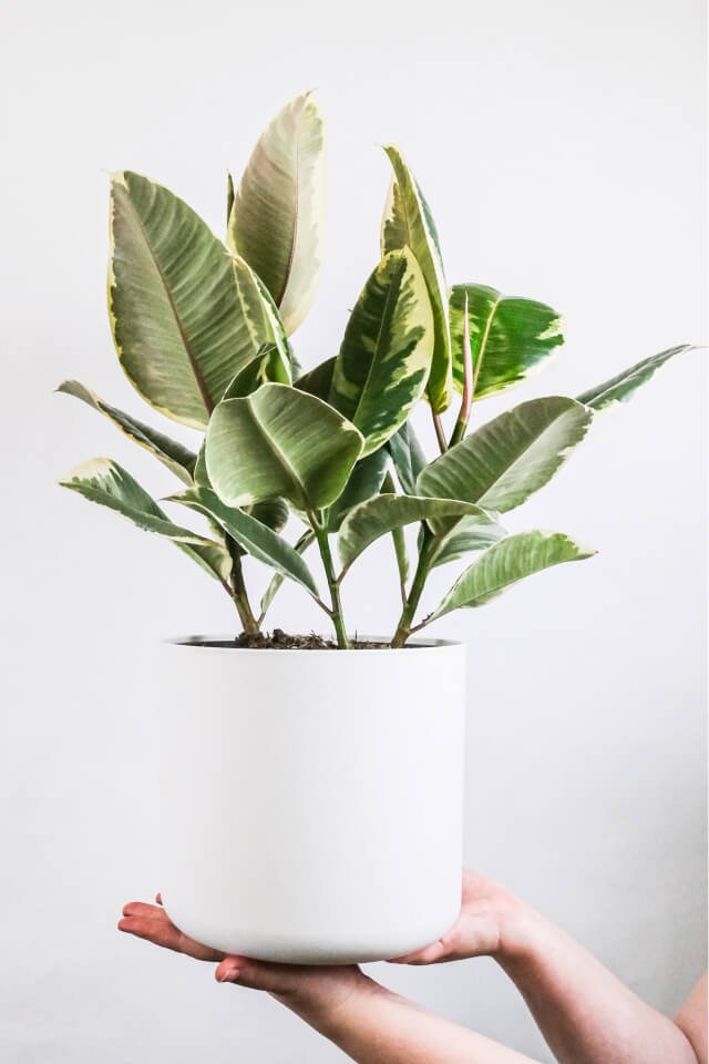 Calathea Beauty Star - 图片 2